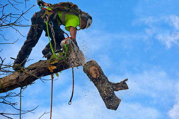 How Our Tree Care Process Works  in  Utqiagvik, AK